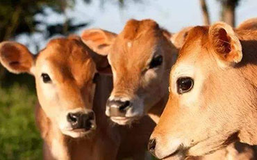 養(yǎng)100頭肉牛，1年能有多少純收入？