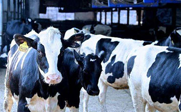 牛品種大全！好多牛都沒(méi)聽(tīng)說(shuō)過(guò)