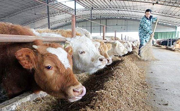 幾種養(yǎng)牛節(jié)省飼料小常識，你知道幾條？
