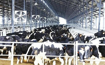 山羊養(yǎng)殖前景怎么樣？養(yǎng)山羊的利潤與成本分析