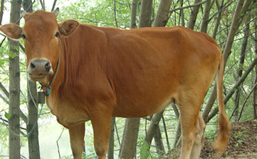 跨越山海的信任：伊比利亞乳業(yè)訂購新東機械牛奶制冷罐