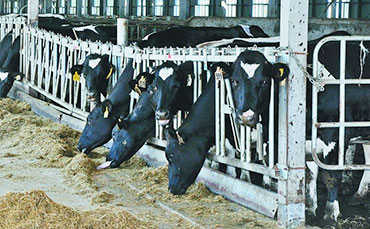 鴨血制冷罐是一種用于冷藏和保存鴨血的設(shè)備