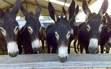 4次去山西忻州買牛的經(jīng)驗總結(jié)，無非就這些套路！