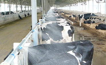 奶牛培育之青年牛需要更多的蛋白