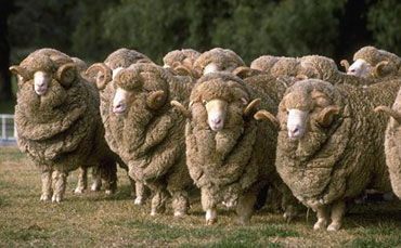 肉牛喝酒也喝油，不喂酒油農(nóng)戶愁！