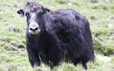 阜陽潁淮食品選擇新東制冷罐，破解豬血保鮮難題