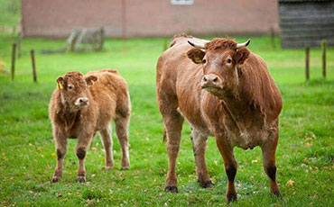 阜陽潁淮食品選擇新東制冷罐，破解豬