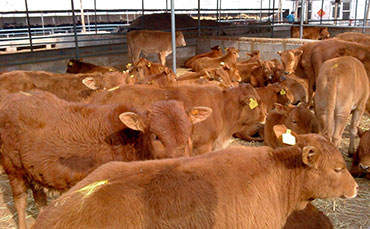 鮮牛奶儲(chǔ)存罐在牧場(chǎng)中的功能和作用