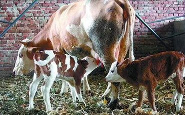 夏季后備牛寄生蟲驅(qū)蟲管理注意事項